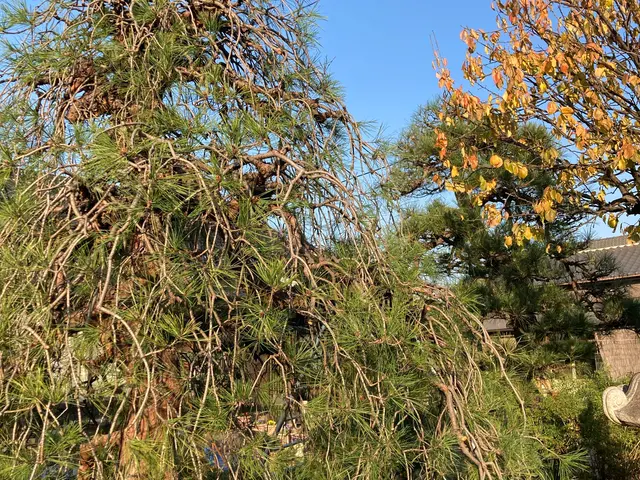 【各種植栽対応OK】南半球プランツもお任せください！自然な仕上がりが定評◎サービスの画像