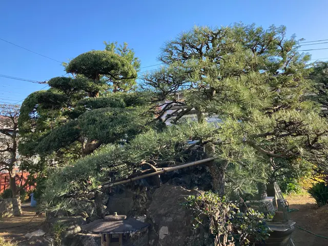 【各種植栽対応OK】南半球プランツもお任せください！自然な仕上がりが定評◎サービスの画像