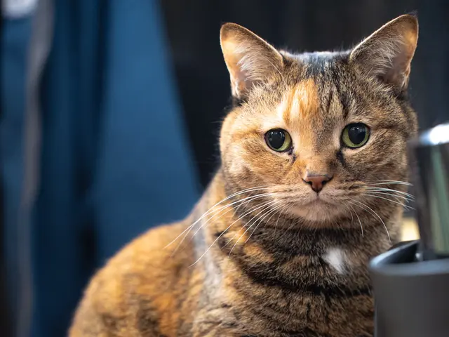 【ペット撮影】猫と暮らすカメラマンの出張撮影