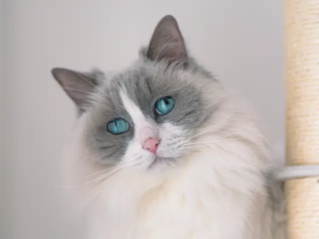 【ペット撮影】猫と暮らすカメラマンの出張撮影