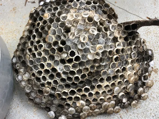 蜂駆除、蜂の巣撤去処分一式サービスの画像