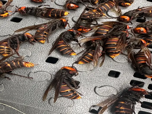 蜂駆除、蜂の巣撤去処分一式サービスの画像