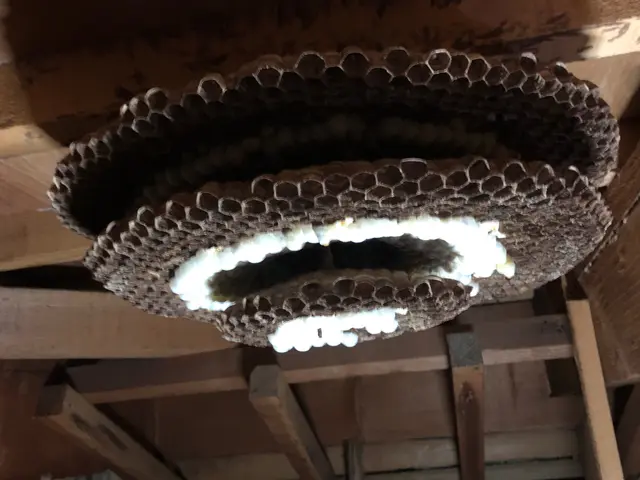 蜂駆除、蜂の巣撤去処分一式サービスの画像