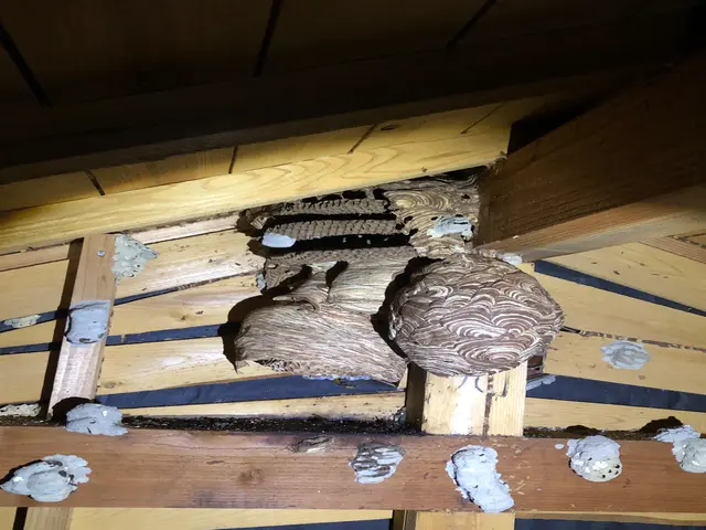 蜂駆除、蜂の巣撤去処分一式サービスの画像