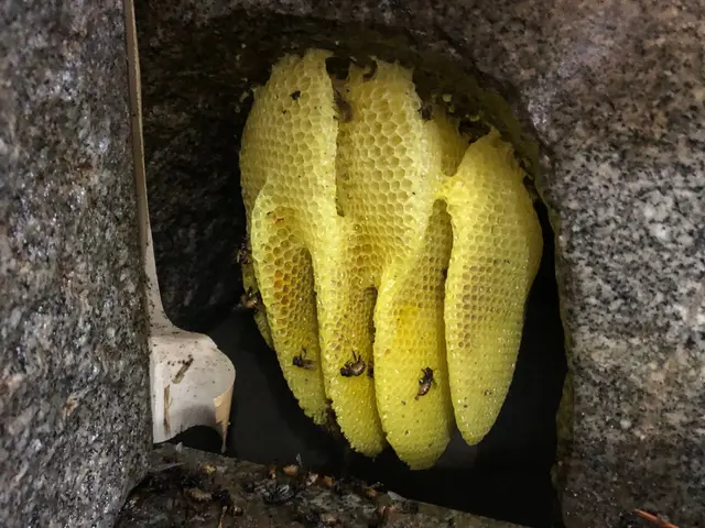 蜂駆除、蜂の巣撤去処分一式サービスの画像