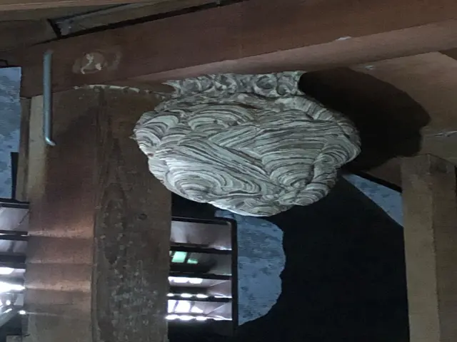 蜂駆除、蜂の巣撤去処分一式サービスの画像