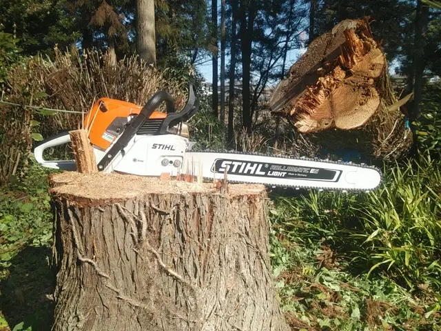 低木～高木伐採・抜根まで、どんな木でも1本からお任せください！サービスの画像