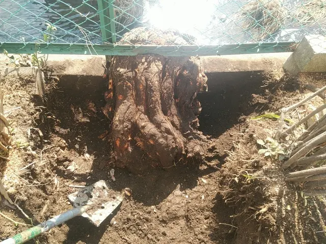 低木～高木伐採・抜根まで、どんな木でも1本からお任せください！サービスの画像