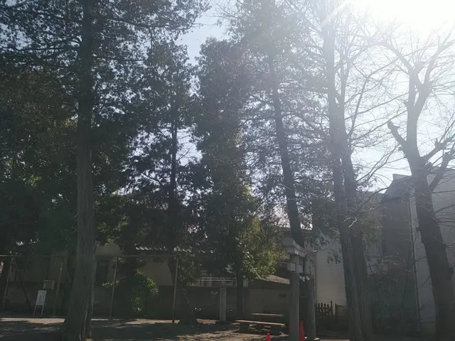 低木～高木伐採・抜根まで、どんな木でも1本からお任せください！サービスの画像