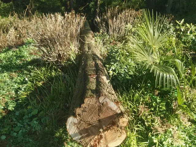 低木～高木伐採・抜根まで、どんな木でも1本からお任せください！サービスの画像