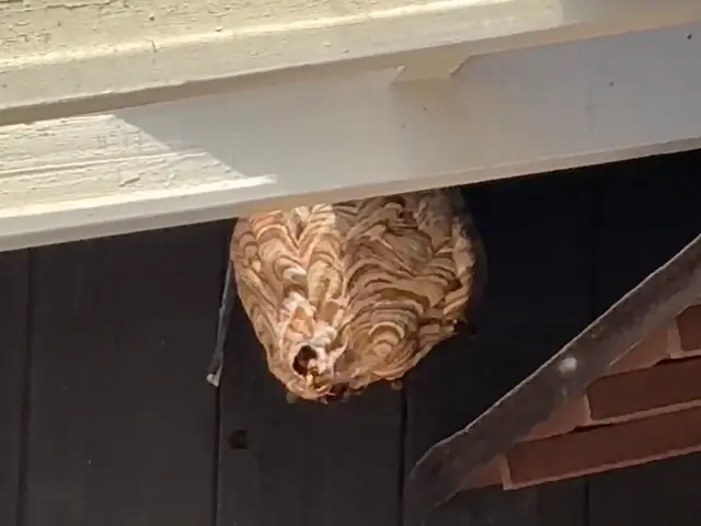 最短当日対応可能！事前料金確定で1匹残さず蜂を駆除！駆除後に薬剤散布実施で安心サービスの画像