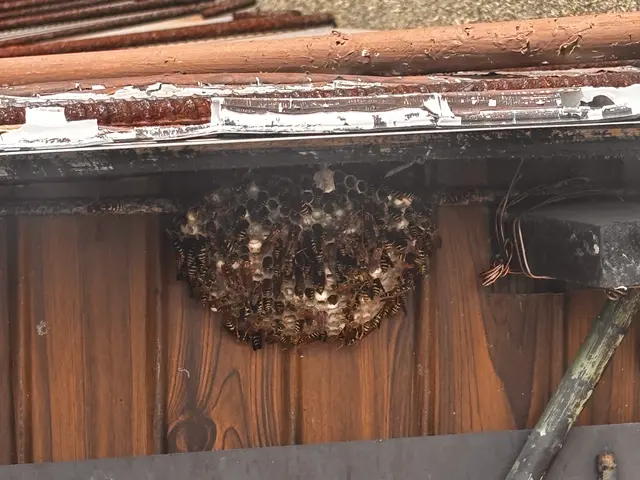 最短当日対応可能！事前料金確定で1匹残さず蜂を駆除！駆除後に薬剤散布実施で安心サービスの画像