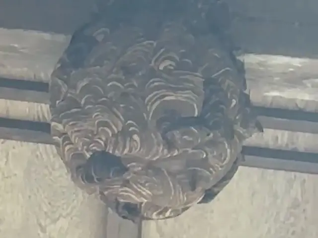 最短当日対応可能！事前料金確定で1匹残さず蜂を駆除！駆除後に薬剤散布実施で安心サービスの画像