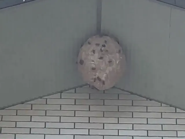 最短当日対応可能！事前料金確定で1匹残さず蜂を駆除！駆除後に薬剤散布実施で安心サービスの画像