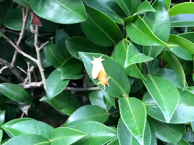 ☆地域密着で営業中☆毛虫がいる！痒い！異変に気づいたらお気軽にご相談ください！サービスの画像