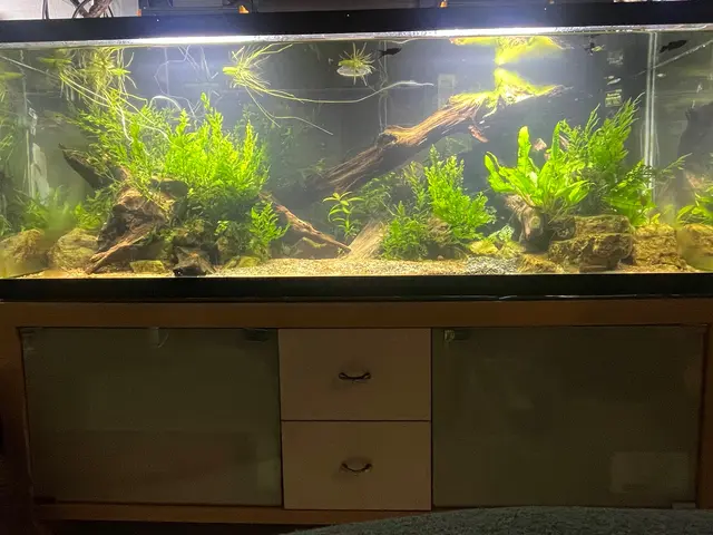 金魚・メダカから大型魚・海水・水草レイアウトまで！水槽掃除はお任せください！サービスの画像