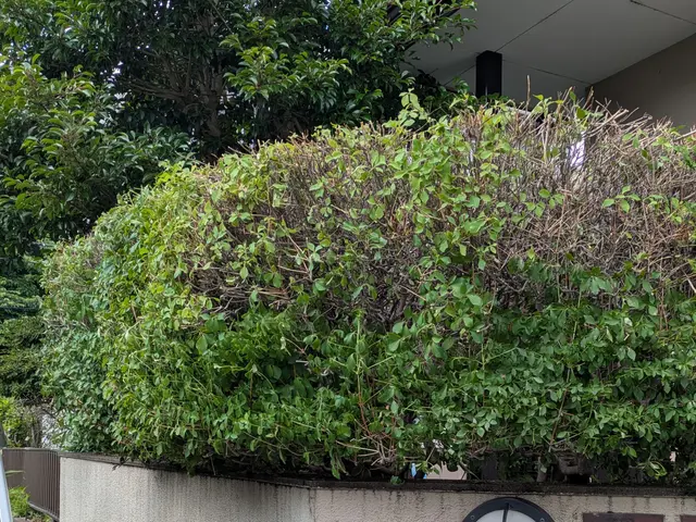 お庭に新しい風を！角型丸型リクエスト可能 生垣・植込みをスッキリ整えます。サービスの画像