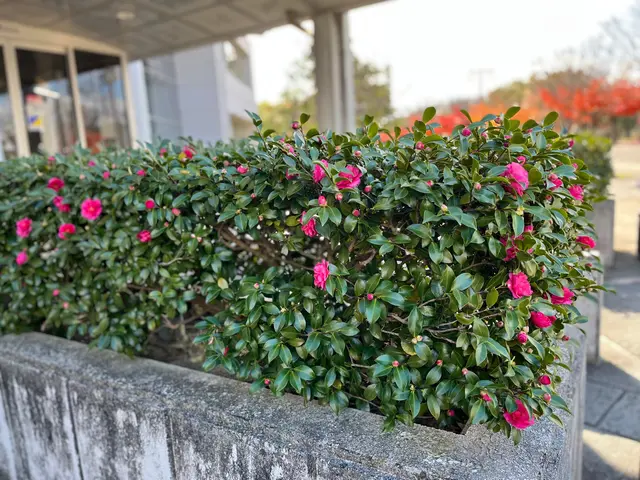 【綺麗な生垣作ります】お気軽にご相談ください！！サービスの画像