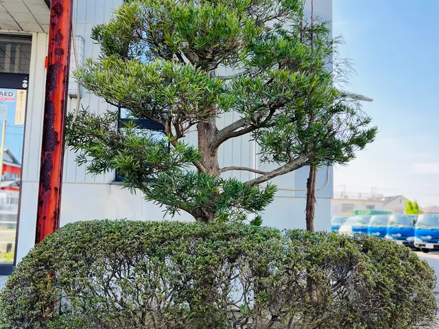 【綺麗な生垣作ります】お気軽にご相談ください！！サービスの画像