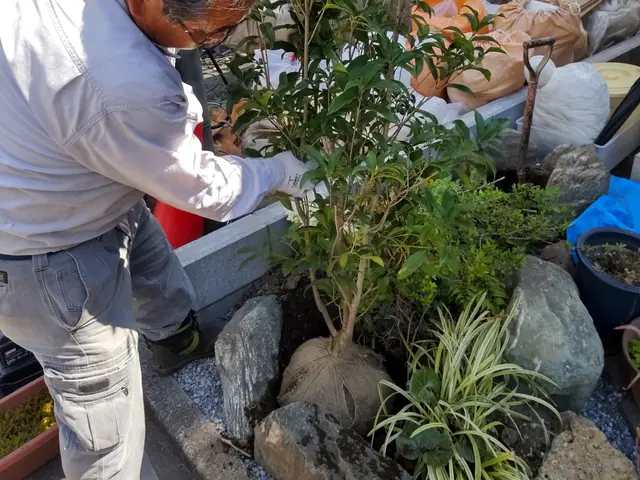 【業歴40年二代目店長】お庭と植木に合わせたお手入れとアドバイスいたしますサービスの画像