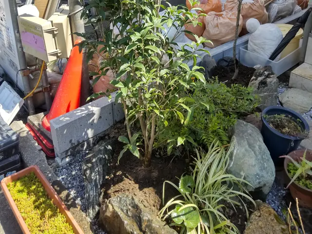 【業歴40年二代目店長】お庭と植木に合わせたお手入れとアドバイスいたしますサービスの画像