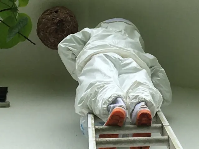 任せて安心♪駆除経験豊富！大きな巣や高所作業もお気軽にお問い合わせ下さいサービスの画像