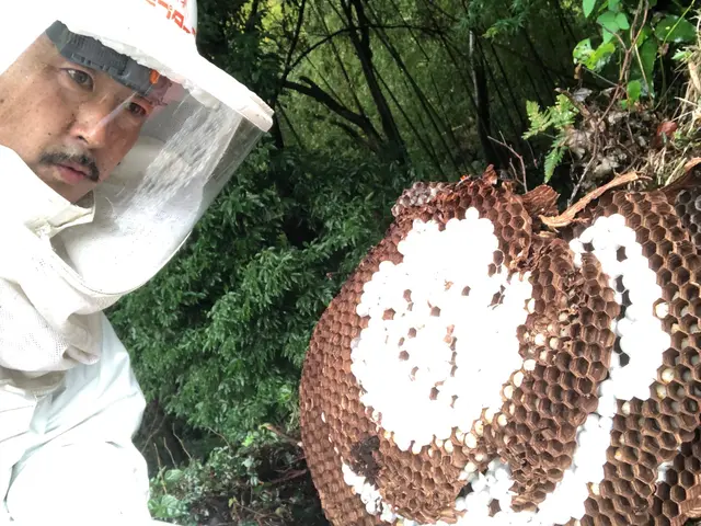 任せて安心♪駆除経験豊富！大きな巣や高所作業もお気軽にお問い合わせ下さいサービスの画像