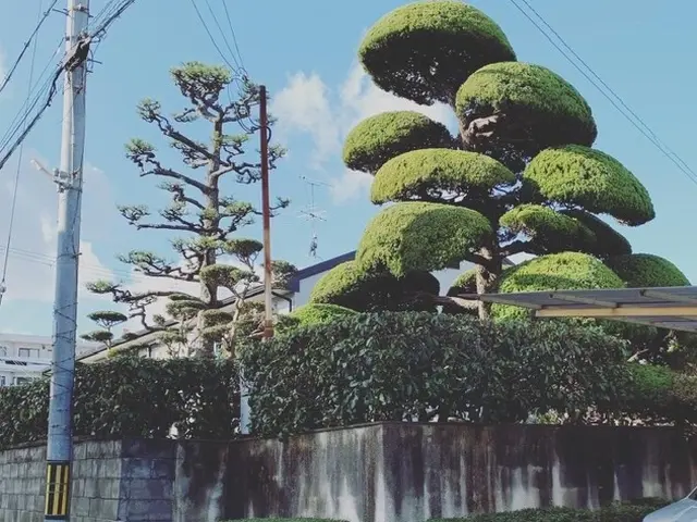 個人宅　企業　店舗　マンションなどの植栽管理ならお任せください！！サービスの画像