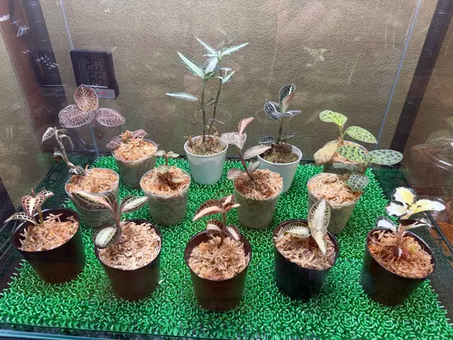 鉢の植え替え承ります！5鉢以上は割引致します！※9号鉢までは2鉢から受付サービスの画像