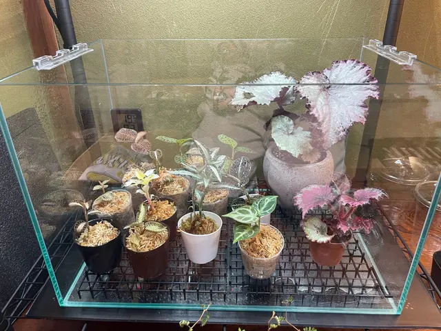 鉢の植え替え承ります！5鉢以上は割引致します！※9号鉢までは2鉢から受付サービスの画像