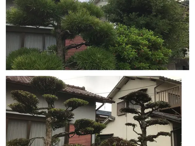 伸びた庭木をすっきりと剪定します！空き家・空き地対策も対応【姫路〜岡山まで】サービスの画像