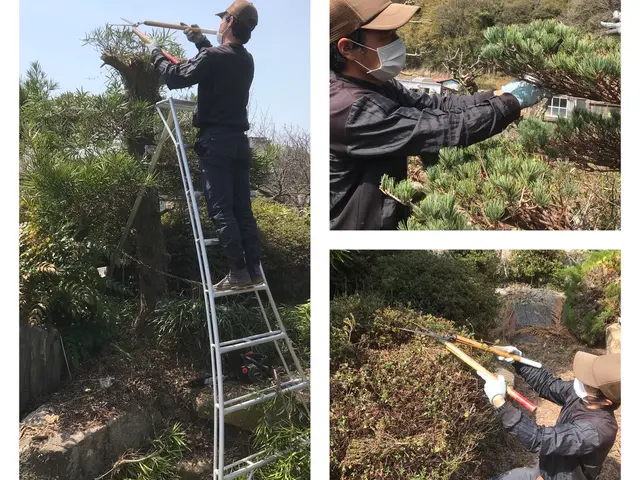 伸びた庭木をすっきりと剪定します！空き家・空き地対策も対応【姫路〜岡山まで】サービスの画像