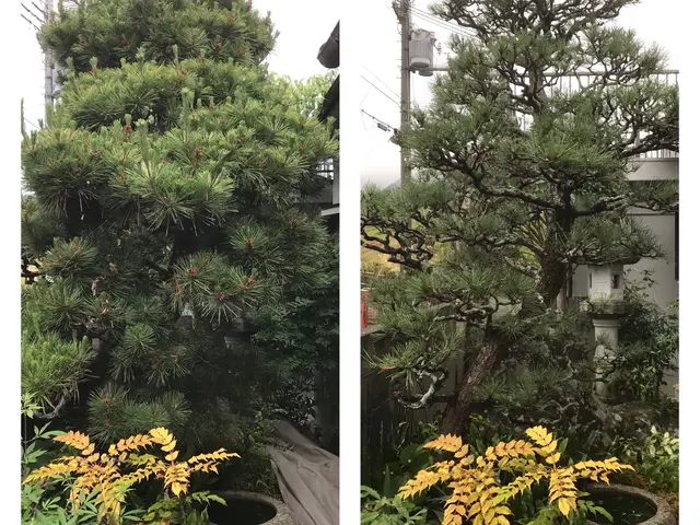 伸びた庭木をすっきりと剪定します！空き家・空き地対策も対応【姫路〜岡山まで】サービスの画像