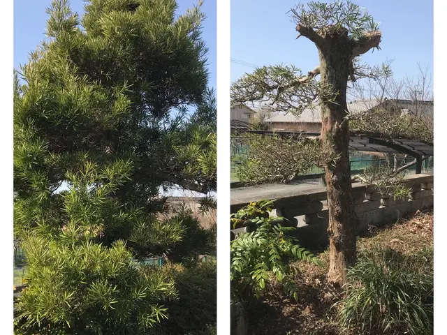 伸びた庭木をすっきりと剪定します！空き家・空き地対策も対応【姫路〜岡山まで】サービスの画像