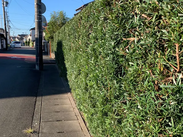 木の剪定　伐採サービスの画像