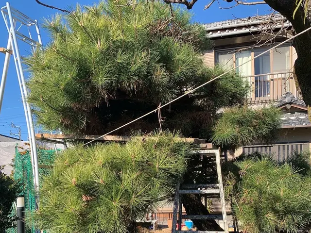 木の剪定　伐採サービスの画像