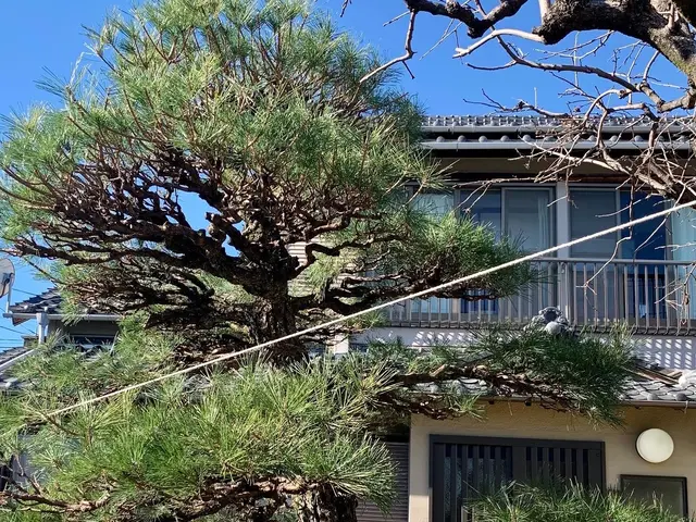 木の剪定　伐採サービスの画像