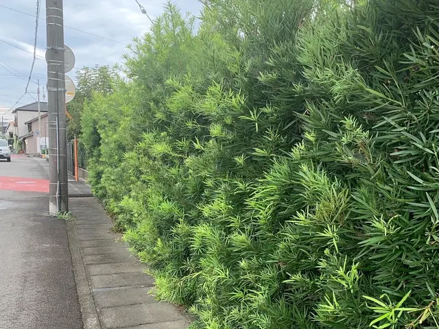 木の剪定　伐採サービスの画像