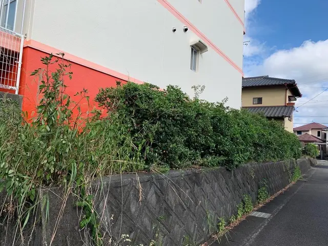 木の剪定　伐採サービスの画像