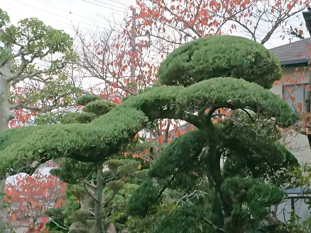 １級造園技能士職歴30年の実績、個人邸から企業の植栽管理迄ご相談下さい。    サービスの画像