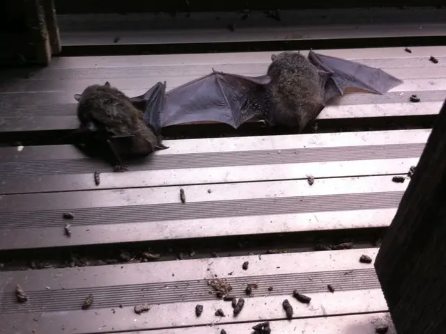 害虫・害獣の駆除お任せください！【24時間営業！】【年中無休】サービスの画像