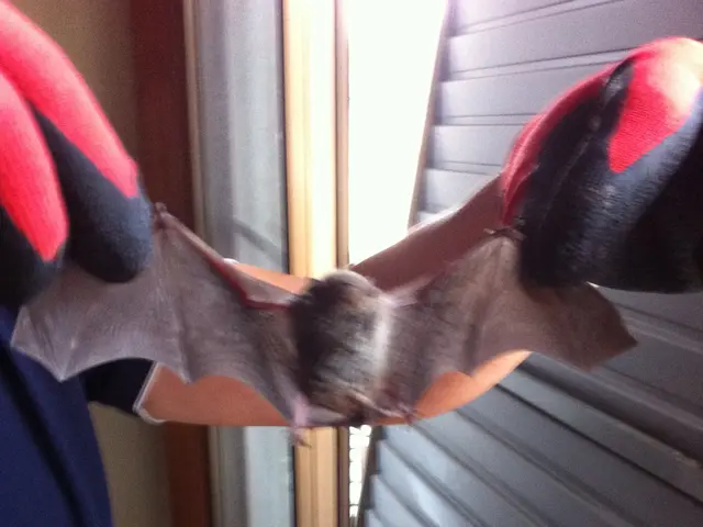 害虫・害獣の駆除お任せください！【24時間営業！】【年中無休】サービスの画像