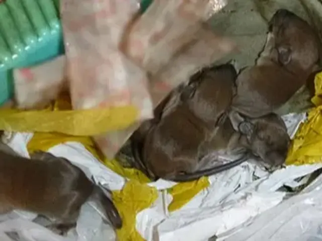 ネズミ駆除歴10年以上の有資格者多数在籍【事前見積り無料】【事前調査可能】サービスの画像