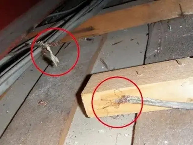 ネズミ駆除歴10年以上の有資格者多数在籍【事前見積り無料】【事前調査可能】サービスの画像