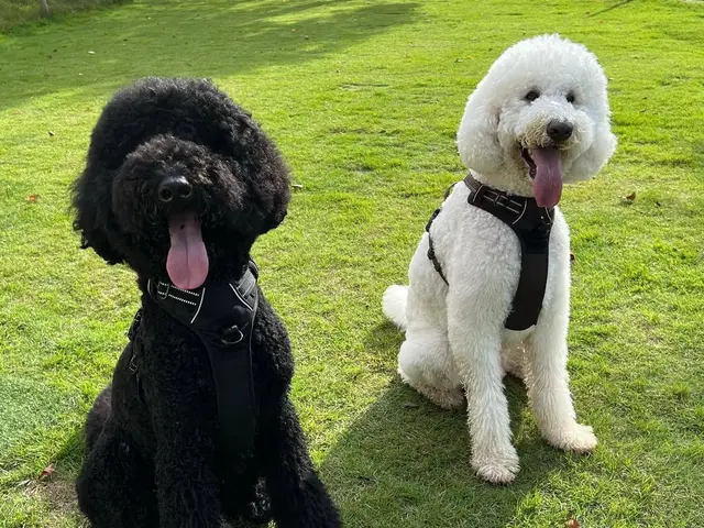 【老犬・老猫・保護ホーム運営】シニア・大型犬・多頭飼いOKサービスの画像