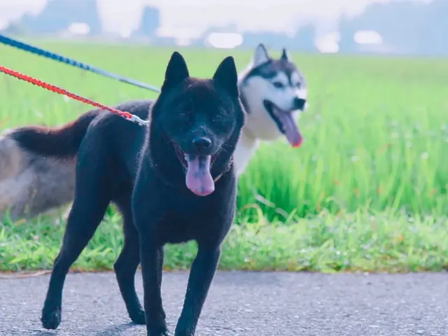 【老犬・老猫・保護ホーム運営】シニア・大型犬・多頭飼いOKサービスの画像