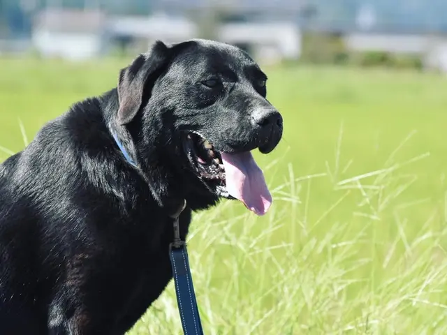 【老犬・老猫・保護ホーム運営】シニア・大型犬・多頭飼いOKサービスの画像
