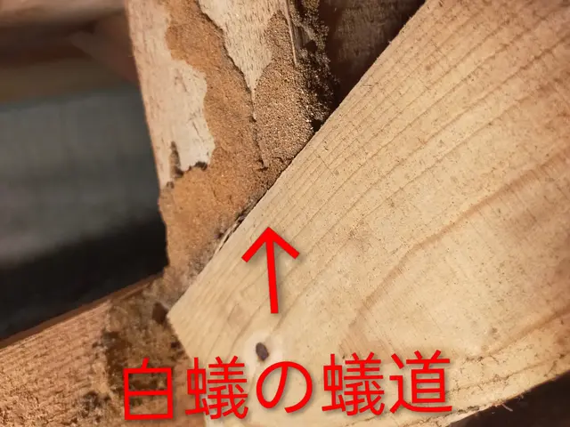 20年の実績◎玄関・お風呂タイル、外回りまで〜隅々まで丁寧な施工◎防除施工士保有サービスの画像