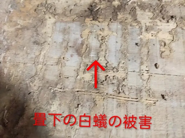 20年の実績◎玄関・お風呂タイル、外回りまで〜隅々まで丁寧な施工◎防除施工士保有サービスの画像