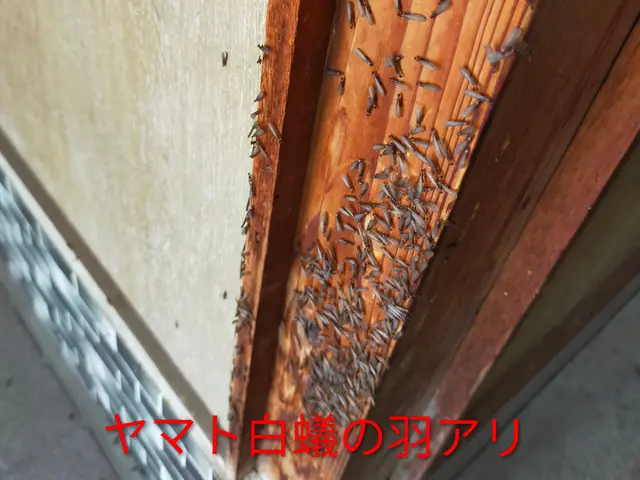 20年の実績◎玄関・お風呂タイル、外回りまで〜隅々まで丁寧な施工◎防除施工士保有サービスの画像